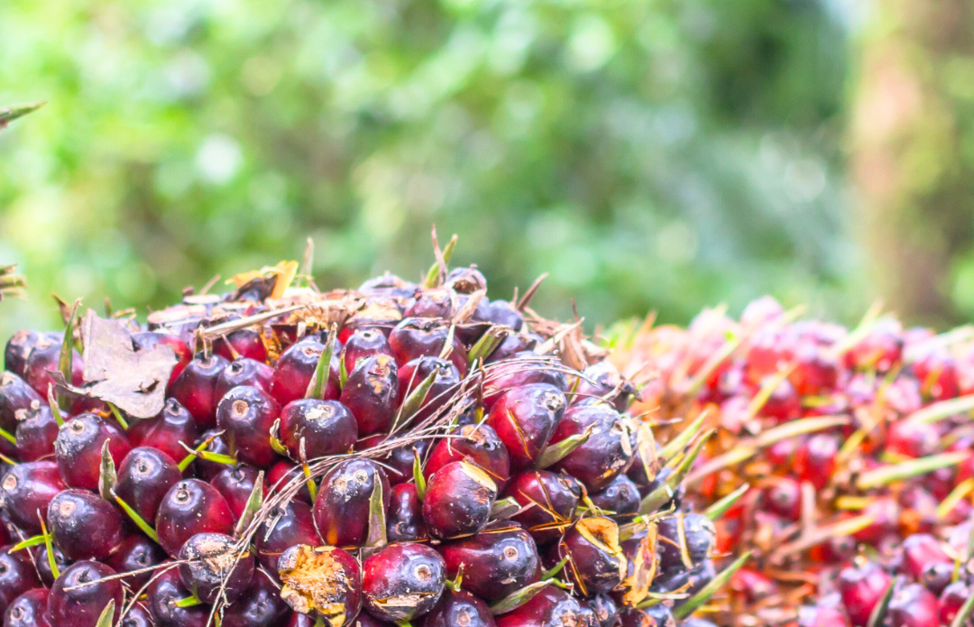 Biofuel at a Crossroads: Sustainability Challenges in Indonesia’s Palm Oil Dominated Sector Issues